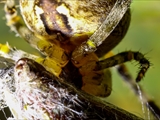 Jeder kennt die Gartenkreuzspinne (Araneus diadematus), aber haben Sie sie auch schon einmal so gesehen?