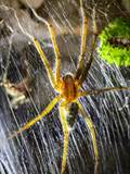 Die Labyrinthspinne ist ein schönes Tiere. 