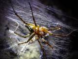 Die Labyrinthspinne ist ein schönes Tiere. 