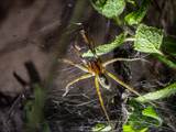 Die Labyrinthspinne ist ein schönes Tiere. 