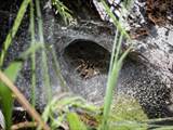 Die Labyrinthspinne ist ein schönes Tiere. 