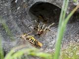 Die Labyrinthspinne ist ein schönes Tiere. 