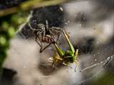 Die Labyrinthspinne ist ein schönes Tiere. 