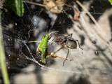 Die Labyrinthspinne ist ein schönes Tiere. 