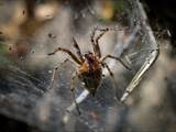 Die Labyrinthspinne ist ein schönes Tiere. 