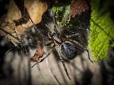 Die Labyrinthspinne ist ein schönes Tiere. 