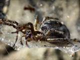 Die Labyrinthspinne ist ein schönes Tiere. 