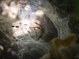 Agelena labyrinthica legt ausgedehnte Trichternetze zwischen Gräsern oder in niedriger Vegetation bis in etwa 1 m Höhe an. Das flache Netz geht an einer Seite in eine Gespinströhre über, in der die Spinne meist auf Beute lauert. 