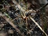 Agelena labyrinthica legt ausgedehnte Trichternetze zwischen Gräsern oder in niedriger Vegetation bis in etwa 1 m Höhe an. Das flache Netz geht an einer Seite in eine Gespinströhre über, in der die Spinne meist auf Beute lauert. 