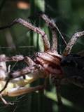 Agelena labyrinthica legt ausgedehnte Trichternetze zwischen Gräsern oder in niedriger Vegetation bis in etwa 1 m Höhe an. Das flache Netz geht an einer Seite in eine Gespinströhre über, in der die Spinne meist auf Beute lauert. 