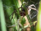 Agelena labyrinthica legt ausgedehnte Trichternetze zwischen Gräsern oder in niedriger Vegetation bis in etwa 1 m Höhe an. Das flache Netz geht an einer Seite in eine Gespinströhre über, in der die Spinne meist auf Beute lauert. 