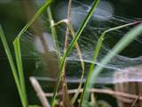 Agelena labyrinthica legt ausgedehnte Trichternetze zwischen Gräsern oder in niedriger Vegetation bis in etwa 1 m Höhe an. Das flache Netz geht an einer Seite in eine Gespinströhre über, in der die Spinne meist auf Beute lauert. 