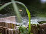 Agelena labyrinthica legt ausgedehnte Trichternetze zwischen Gräsern oder in niedriger Vegetation bis in etwa 1 m Höhe an. Das flache Netz geht an einer Seite in eine Gespinströhre über, in der die Spinne meist auf Beute lauert. 