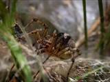 Agelena labyrinthica legt ausgedehnte Trichternetze zwischen Gräsern oder in niedriger Vegetation bis in etwa 1 m Höhe an. Das flache Netz geht an einer Seite in eine Gespinströhre über, in der die Spinne meist auf Beute lauert. 