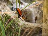 Agelena labyrinthica legt ausgedehnte Trichternetze zwischen Gräsern oder in niedriger Vegetation bis in etwa 1 m Höhe an. Das flache Netz geht an einer Seite in eine Gespinströhre über, in der die Spinne meist auf Beute lauert. 