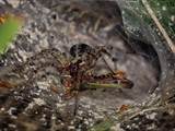 Agelena labyrinthica legt ausgedehnte Trichternetze zwischen Gräsern oder in niedriger Vegetation bis in etwa 1 m Höhe an. Das flache Netz geht an einer Seite in eine Gespinströhre über, in der die Spinne meist auf Beute lauert. 