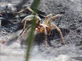 Agelena labyrinthica legt ausgedehnte Trichternetze zwischen Gräsern oder in niedriger Vegetation bis in etwa 1 m Höhe an. Das flache Netz geht an einer Seite in eine Gespinströhre über, in der die Spinne meist auf Beute lauert. 