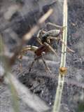 Agelena labyrinthica legt ausgedehnte Trichternetze zwischen Gräsern oder in niedriger Vegetation bis in etwa 1 m Höhe an. Das flache Netz geht an einer Seite in eine Gespinströhre über, in der die Spinne meist auf Beute lauert. 