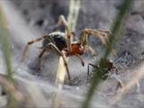 Agelena labyrinthica legt ausgedehnte Trichternetze zwischen Gräsern oder in niedriger Vegetation bis in etwa 1 m Höhe an. Das flache Netz geht an einer Seite in eine Gespinströhre über, in der die Spinne meist auf Beute lauert. 