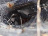 Agelena labyrinthica legt ausgedehnte Trichternetze zwischen Gräsern oder in niedriger Vegetation bis in etwa 1 m Höhe an. Das flache Netz geht an einer Seite in eine Gespinströhre über, in der die Spinne meist auf Beute lauert. 