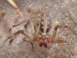 Agelena labyrinthica legt ausgedehnte Trichternetze zwischen Gräsern oder in niedriger Vegetation bis in etwa 1 m Höhe an. Das flache Netz geht an einer Seite in eine Gespinströhre über, in der die Spinne meist auf Beute lauert. 