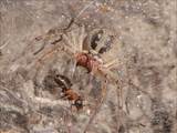 Agelena labyrinthica legt ausgedehnte Trichternetze zwischen Gräsern oder in niedriger Vegetation bis in etwa 1 m Höhe an. Das flache Netz geht an einer Seite in eine Gespinströhre über, in der die Spinne meist auf Beute lauert. 