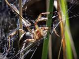 Agelena labyrinthica legt ausgedehnte Trichternetze zwischen Gräsern oder in niedriger Vegetation bis in etwa 1 m Höhe an. Das flache Netz geht an einer Seite in eine Gespinströhre über, in der die Spinne meist auf Beute lauert. 