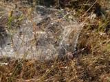 Agelena labyrinthica legt ausgedehnte Trichternetze zwischen Gräsern oder in niedriger Vegetation bis in etwa 1 m Höhe an. Das flache Netz geht an einer Seite in eine Gespinströhre über, in der die Spinne meist auf Beute lauert. 