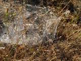 Agelena labyrinthica legt ausgedehnte Trichternetze zwischen Gräsern oder in niedriger Vegetation bis in etwa 1 m Höhe an. Das flache Netz geht an einer Seite in eine Gespinströhre über, in der die Spinne meist auf Beute lauert. 