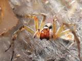 Agelena labyrinthica legt ausgedehnte Trichternetze zwischen Gräsern oder in niedriger Vegetation bis in etwa 1 m Höhe an. Das flache Netz geht an einer Seite in eine Gespinströhre über, in der die Spinne meist auf Beute lauert. 