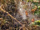 Agelena labyrinthica legt ausgedehnte Trichternetze zwischen Gräsern oder in niedriger Vegetation bis in etwa 1 m Höhe an. Das flache Netz geht an einer Seite in eine Gespinströhre über, in der die Spinne meist auf Beute lauert. 