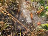 Agelena labyrinthica legt ausgedehnte Trichternetze zwischen Gräsern oder in niedriger Vegetation bis in etwa 1 m Höhe an. Das flache Netz geht an einer Seite in eine Gespinströhre über, in der die Spinne meist auf Beute lauert. 