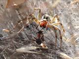 Agelena labyrinthica legt ausgedehnte Trichternetze zwischen Gräsern oder in niedriger Vegetation bis in etwa 1 m Höhe an. Das flache Netz geht an einer Seite in eine Gespinströhre über, in der die Spinne meist auf Beute lauert. 