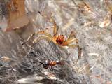 Agelena labyrinthica legt ausgedehnte Trichternetze zwischen Gräsern oder in niedriger Vegetation bis in etwa 1 m Höhe an. Das flache Netz geht an einer Seite in eine Gespinströhre über, in der die Spinne meist auf Beute lauert. 