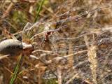 Agelena labyrinthica legt ausgedehnte Trichternetze zwischen Gräsern oder in niedriger Vegetation bis in etwa 1 m Höhe an. Das flache Netz geht an einer Seite in eine Gespinströhre über, in der die Spinne meist auf Beute lauert. 