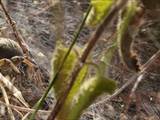 Agelena labyrinthica legt ausgedehnte Trichternetze zwischen Gräsern oder in niedriger Vegetation bis in etwa 1 m Höhe an. Das flache Netz geht an einer Seite in eine Gespinströhre über, in der die Spinne meist auf Beute lauert. 