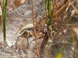 Agelena labyrinthica legt ausgedehnte Trichternetze zwischen Gräsern oder in niedriger Vegetation bis in etwa 1 m Höhe an. Das flache Netz geht an einer Seite in eine Gespinströhre über, in der die Spinne meist auf Beute lauert. 