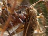 Agelena labyrinthica legt ausgedehnte Trichternetze zwischen Gräsern oder in niedriger Vegetation bis in etwa 1 m Höhe an. Das flache Netz geht an einer Seite in eine Gespinströhre über, in der die Spinne meist auf Beute lauert. 