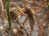 Agelena labyrinthica legt ausgedehnte Trichternetze zwischen Gräsern oder in niedriger Vegetation bis in etwa 1 m Höhe an. Das flache Netz geht an einer Seite in eine Gespinströhre über, in der die Spinne meist auf Beute lauert. 