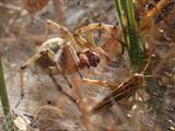 Agelena labyrinthica legt ausgedehnte Trichternetze zwischen Gräsern oder in niedriger Vegetation bis in etwa 1 m Höhe an. Das flache Netz geht an einer Seite in eine Gespinströhre über, in der die Spinne meist auf Beute lauert. 