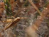 Agelena labyrinthica legt ausgedehnte Trichternetze zwischen Gräsern oder in niedriger Vegetation bis in etwa 1 m Höhe an. Das flache Netz geht an einer Seite in eine Gespinströhre über, in der die Spinne meist auf Beute lauert. 