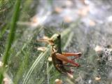 Agelena labyrinthica legt ausgedehnte Trichternetze zwischen Gräsern oder in niedriger Vegetation bis in etwa 1 m Höhe an. Das flache Netz geht an einer Seite in eine Gespinströhre über, in der die Spinne meist auf Beute lauert. 