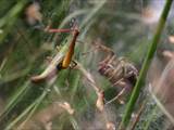 Agelena labyrinthica legt ausgedehnte Trichternetze zwischen Gräsern oder in niedriger Vegetation bis in etwa 1 m Höhe an. Das flache Netz geht an einer Seite in eine Gespinströhre über, in der die Spinne meist auf Beute lauert. 