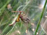 Agelena labyrinthica legt ausgedehnte Trichternetze zwischen Gräsern oder in niedriger Vegetation bis in etwa 1 m Höhe an. Das flache Netz geht an einer Seite in eine Gespinströhre über, in der die Spinne meist auf Beute lauert. 