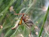 Agelena labyrinthica legt ausgedehnte Trichternetze zwischen Gräsern oder in niedriger Vegetation bis in etwa 1 m Höhe an. Das flache Netz geht an einer Seite in eine Gespinströhre über, in der die Spinne meist auf Beute lauert. 