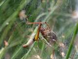 Agelena labyrinthica legt ausgedehnte Trichternetze zwischen Gräsern oder in niedriger Vegetation bis in etwa 1 m Höhe an. Das flache Netz geht an einer Seite in eine Gespinströhre über, in der die Spinne meist auf Beute lauert. 