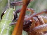 Agelena labyrinthica legt ausgedehnte Trichternetze zwischen Gräsern oder in niedriger Vegetation bis in etwa 1 m Höhe an. Das flache Netz geht an einer Seite in eine Gespinströhre über, in der die Spinne meist auf Beute lauert. 