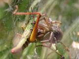 Agelena labyrinthica legt ausgedehnte Trichternetze zwischen Gräsern oder in niedriger Vegetation bis in etwa 1 m Höhe an. Das flache Netz geht an einer Seite in eine Gespinströhre über, in der die Spinne meist auf Beute lauert. 