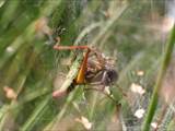 Agelena labyrinthica legt ausgedehnte Trichternetze zwischen Gräsern oder in niedriger Vegetation bis in etwa 1 m Höhe an. Das flache Netz geht an einer Seite in eine Gespinströhre über, in der die Spinne meist auf Beute lauert. 