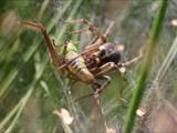 Agelena labyrinthica legt ausgedehnte Trichternetze zwischen Gräsern oder in niedriger Vegetation bis in etwa 1 m Höhe an. Das flache Netz geht an einer Seite in eine Gespinströhre über, in der die Spinne meist auf Beute lauert. 